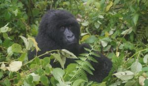Gorillas – die besseren „Menschen“